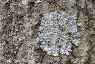 Lichen