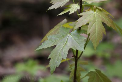 Maple leaves