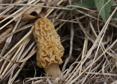 Morel mushroom