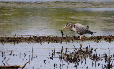 Great Blue Heron with a fish!