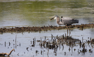 Great Blue Heron about to swallow the fish!