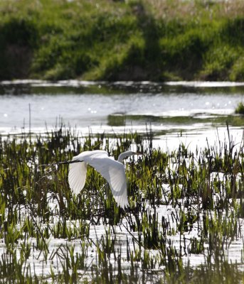 Great Egret
