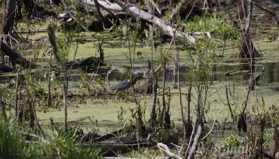 Green Heron