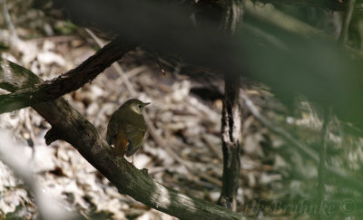 Hermit Thrush