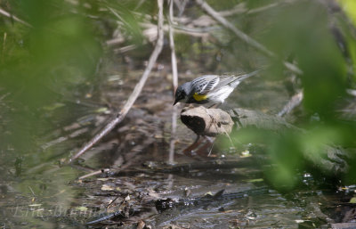 Yellow-rumped Warbler