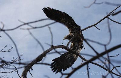 Bald Eagle taking off