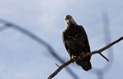 Bald Eagle with a beautifully-mean stare. Photographed thorugh the open sunroof!