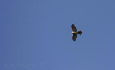 Sharp-shinned Hawk migrating overhead
