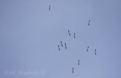 American White Pelicans