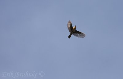 Eastern Bluebird flying over overhead
