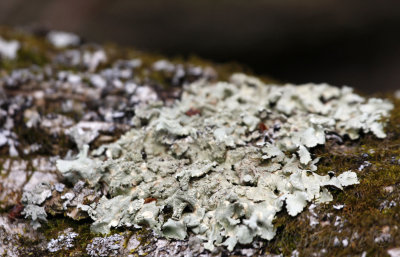 Lichens