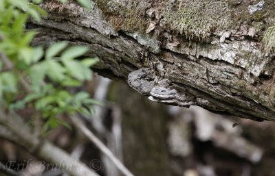 Mushroom and mosses along a fallen tree