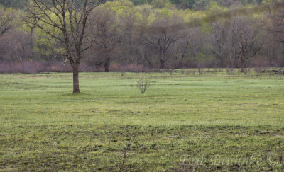 Recently-burned area... the Field Sparrows loved it!