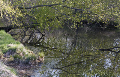 Tree reflections