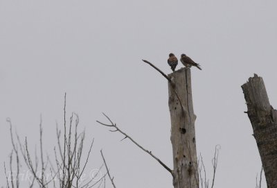 American Kestrel pair