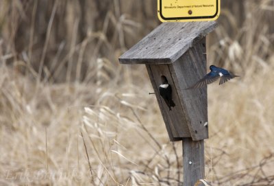 Tree Swallows at a nest box