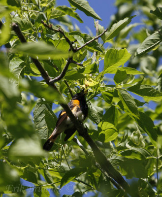 American Redstart, singing