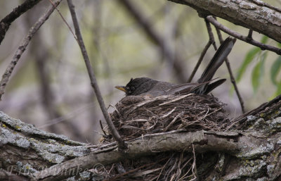 American Robin on the nest