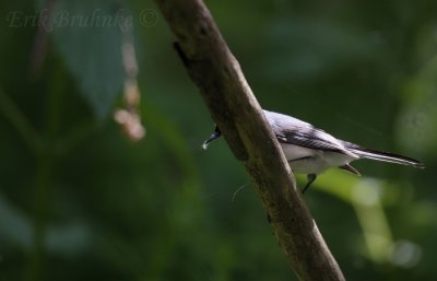 Blue-gray Gnatcatcher with nesting material