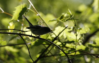 Blue-gray Gnatcatcher with food
