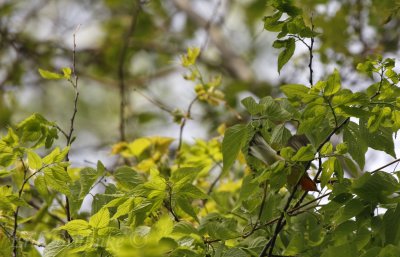 Blackburnian Warbler flying through the trees