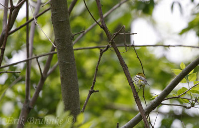 Black-throated Blue Warbler... where are you going?