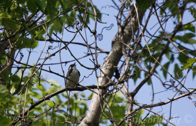 Chestnut-sided Warbler