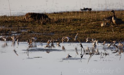 Dunlin Flock coming in for a landing at sunrise