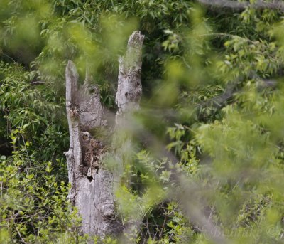 Great Horned Owlet in the snag