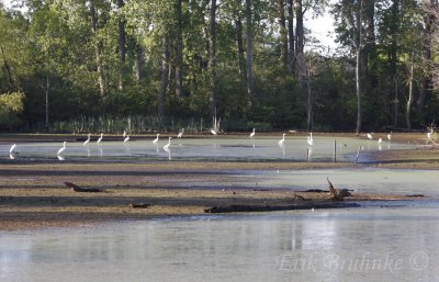 Great Egret flock