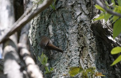 House Wren