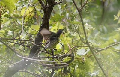 Female Kirtland's Warbler