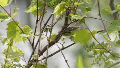 Female Kirtland's Warbler
