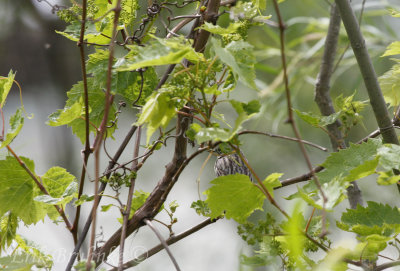 Female Kirtland's Warbler