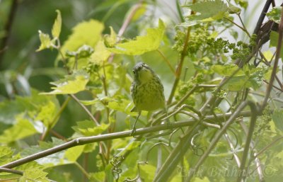 Female Kirtland's Warbler, looking cute!