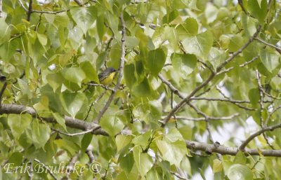 Male Kirtland's Warbler