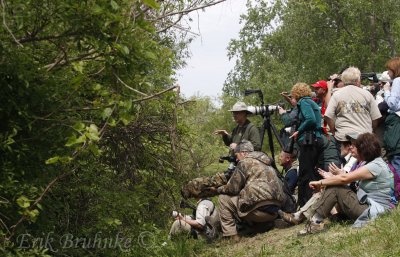 Photographers, waiting patiently for the Kirtland's Warbler