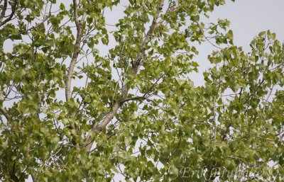 In this tree there is a Male Kirtland's Warbler... can you find him?