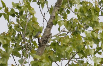 Male Kirtland's Warbler
