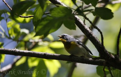 Northern Parula singing his heart out!