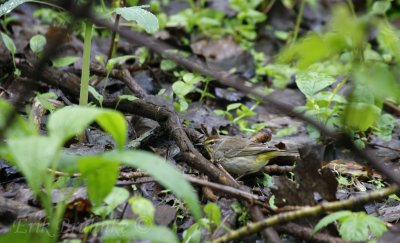 Palm Warbler on the ground
