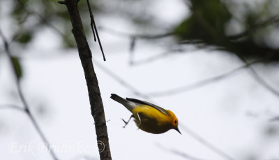 Prothonotary Warbler, big leap!