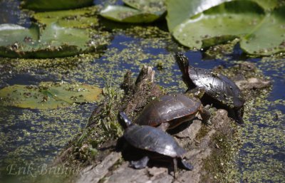 Painted Turtle