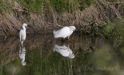 Snowy Egrets that I found along the Magee Marsh dike