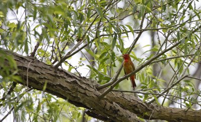 Summer Tanager