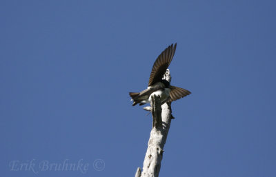 Tree Swallows doing some cloacal kissing