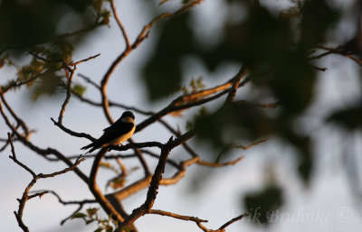 Tree Swallow at Sunrise