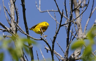 Yellow Warbler, coming in for a landing!