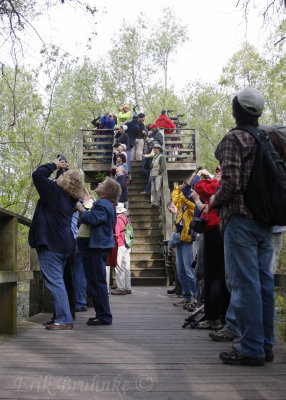 Birders on the lookout tower, within Magee Marsh
