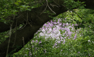 Flowers in the woods